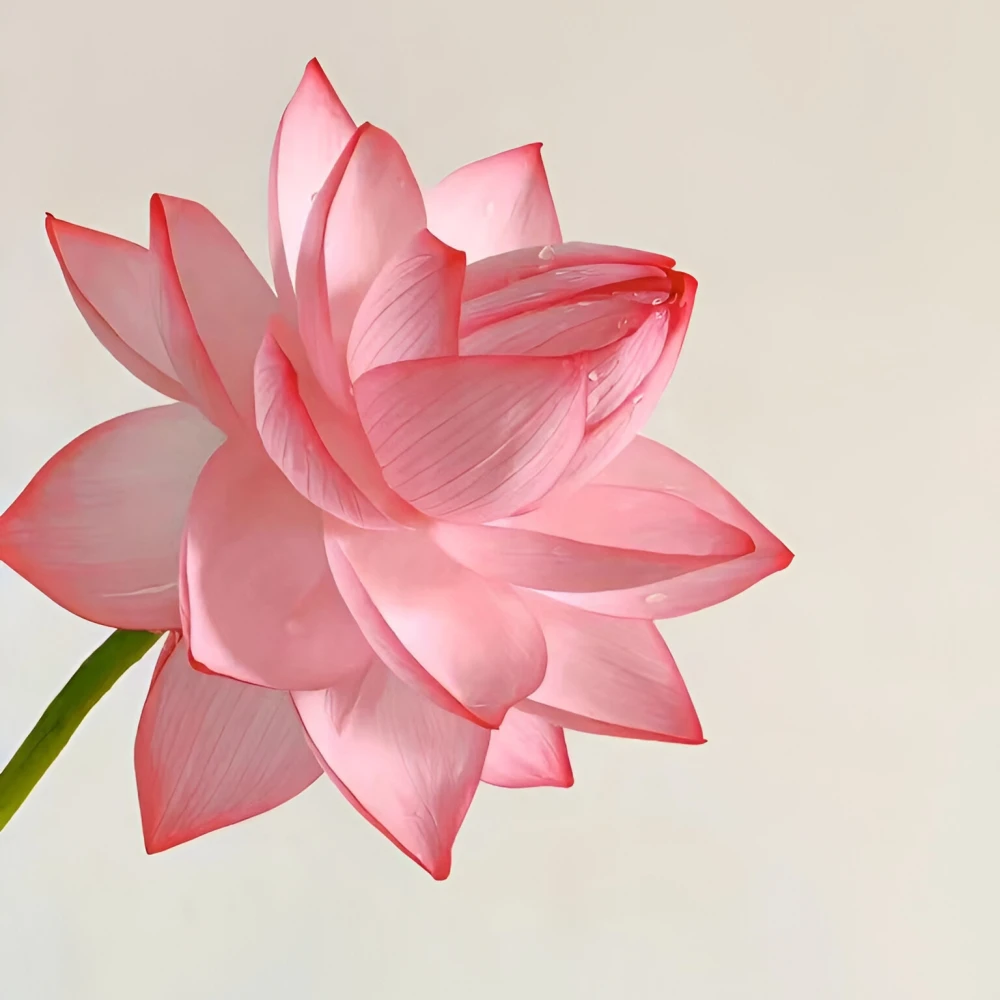 高清图片,堆糖,美图壁纸兴趣社区