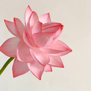 头像啊宝(๑>؂<๑）