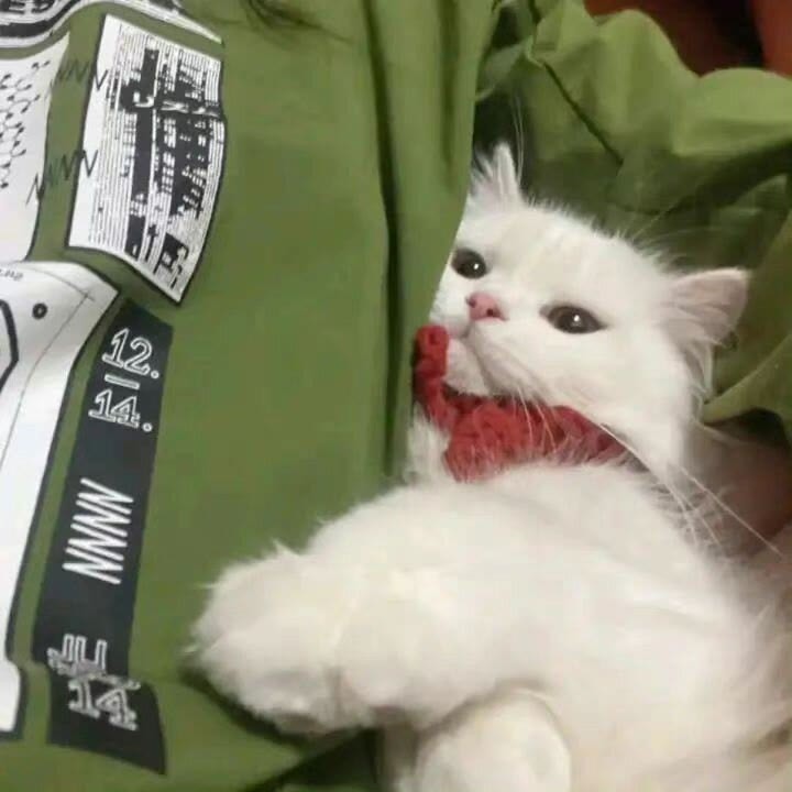 猫猫情头