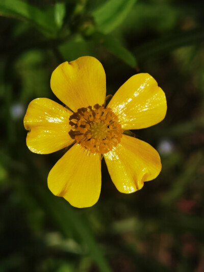 春花烂漫