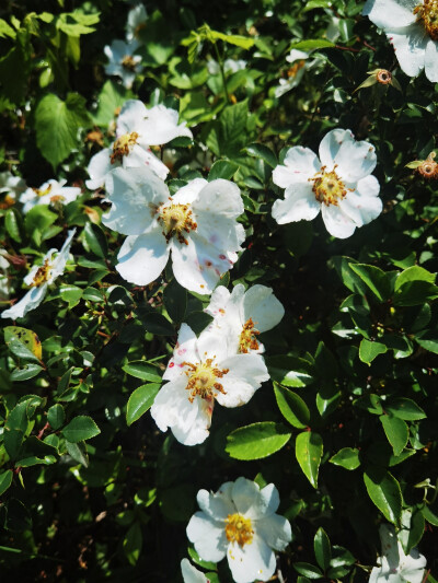 春花烂漫