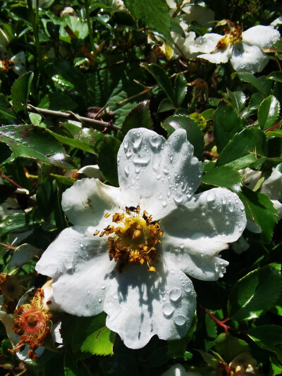 春花烂漫