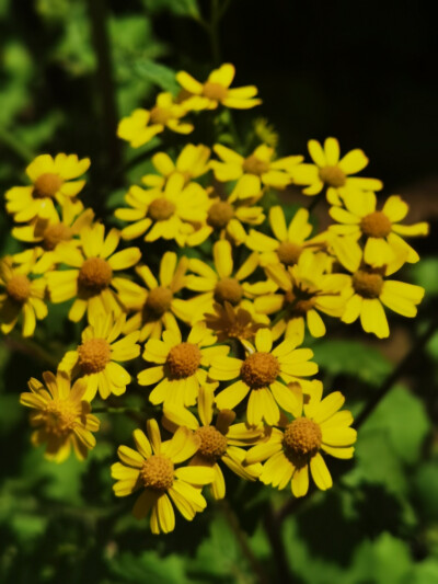 春花烂漫