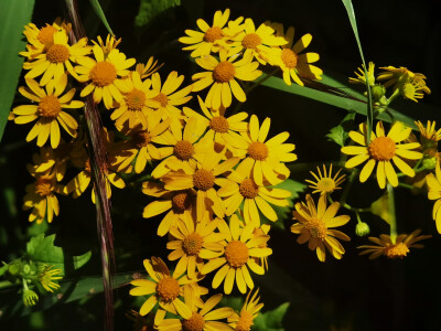 春花烂漫