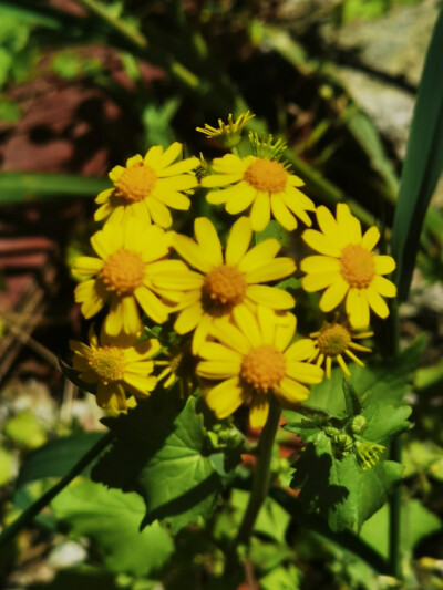 春花烂漫