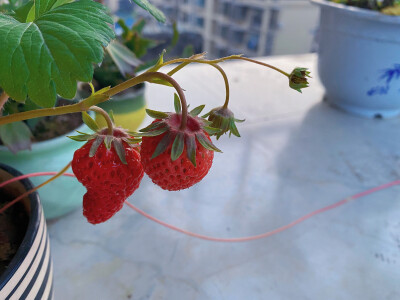 日常记录美食