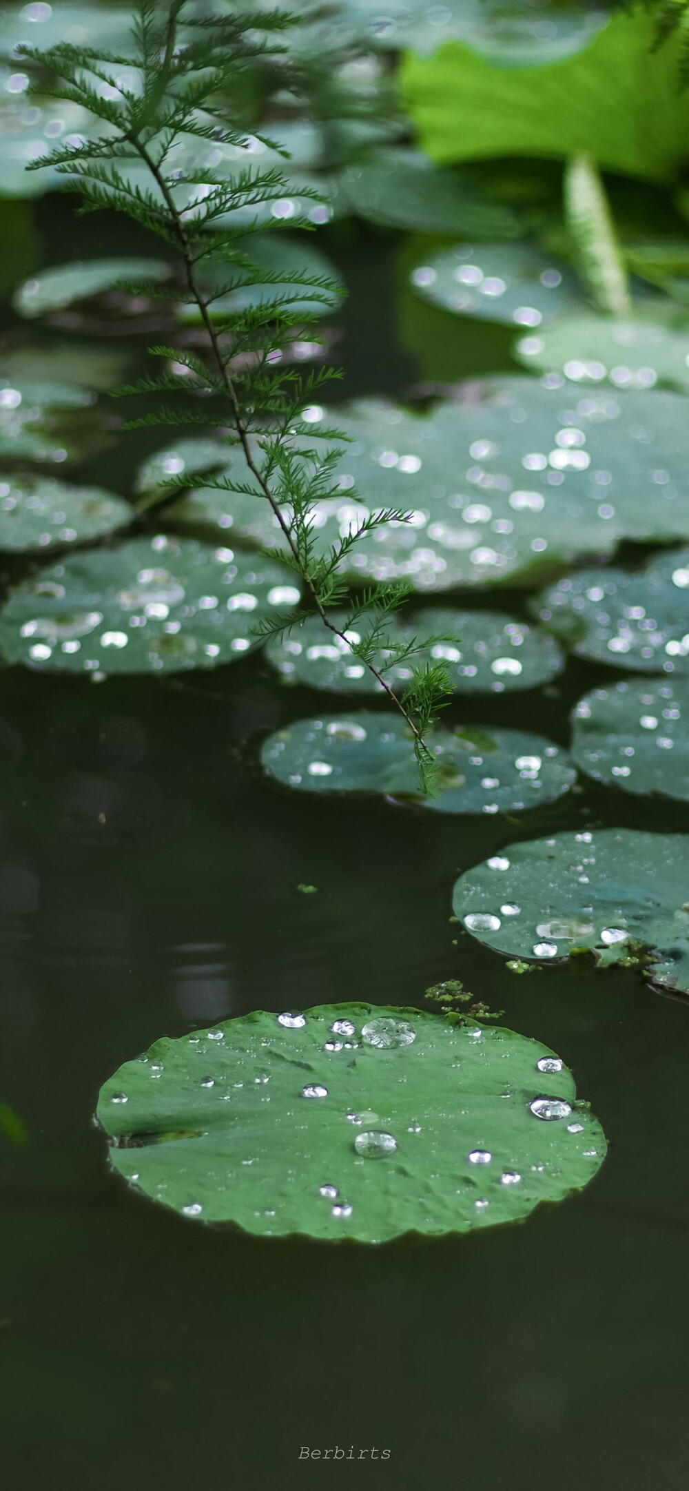 慵懒夏日