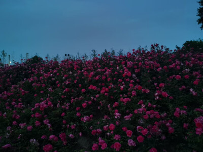 浪漫至死不渝