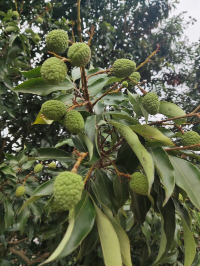 等风的日子
原计划的五一假期
被旧俗辗压
被拥堵闹心
留下了满身的疲惫
也好
从此不欠
从此
可以远离不喜欢的圈子
树欲静时风不止
行孝应在生前
而不是在身后
不是吗
面子装给人看
别人看的是热闹
而心却拨凉
这些…