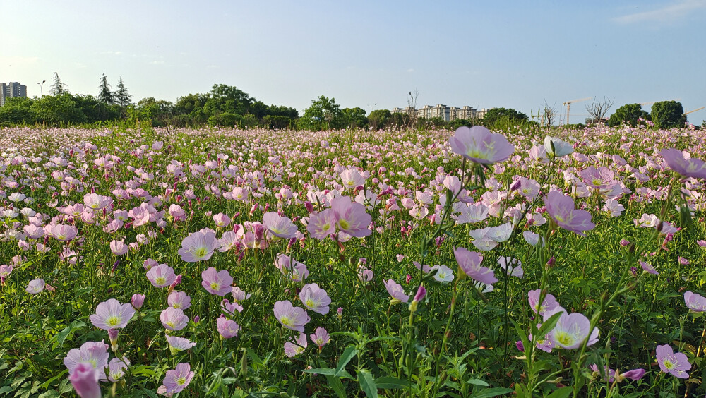 吉安赏花：邂逅美丽月见草花海