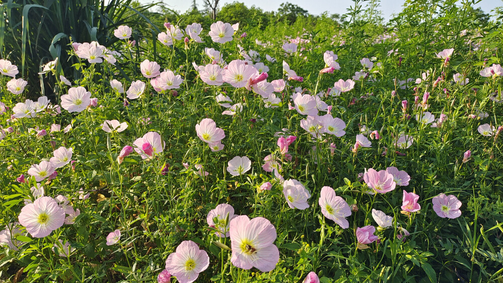 吉安赏花：邂逅美丽月见草花海