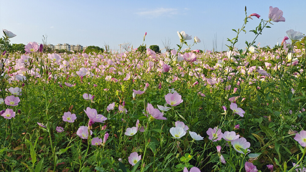 吉安赏花：邂逅美丽月见草花海