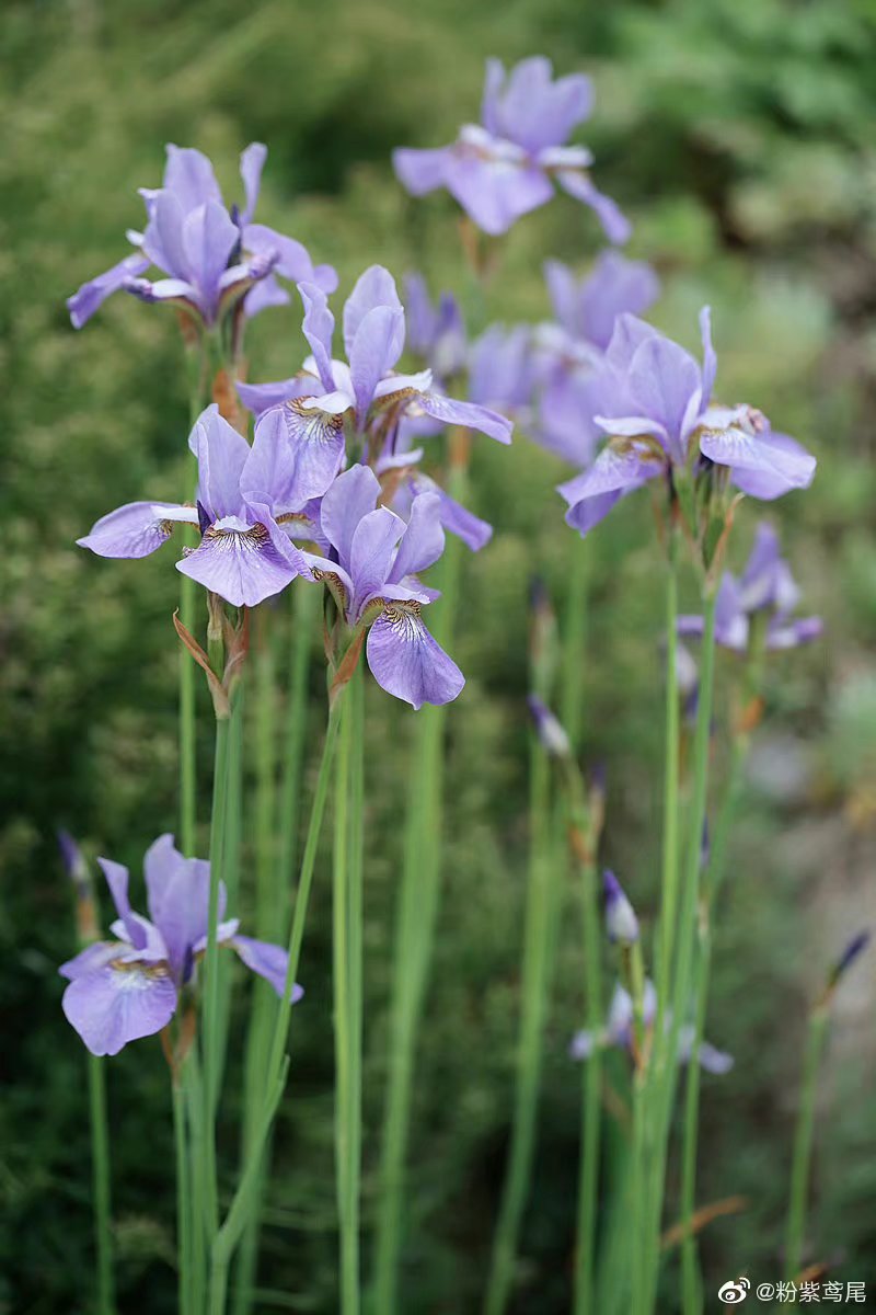 花草