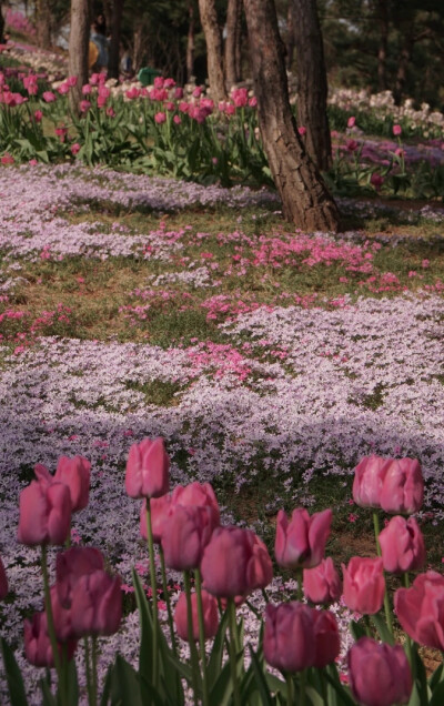 坠素翻红烟雨朦，花落知多少？