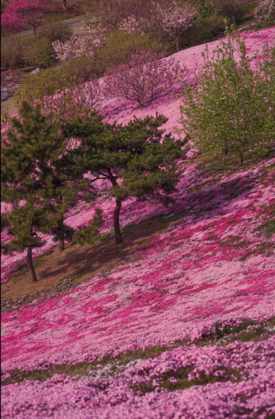 坠素翻红烟雨朦，花落知多少？