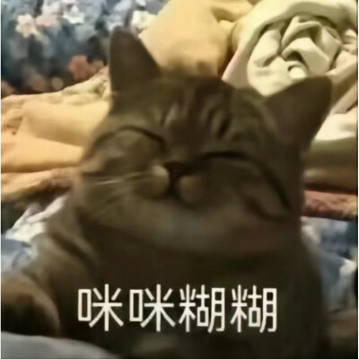 猫猫迷糊