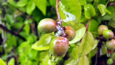 吉安随拍：雀梅果上的雨滴