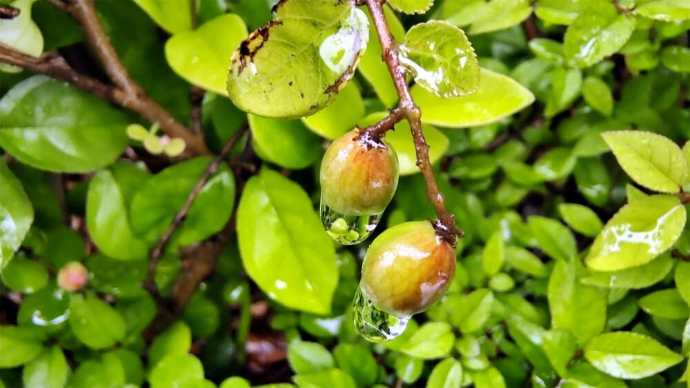 吉安随拍：雀梅果上的雨滴