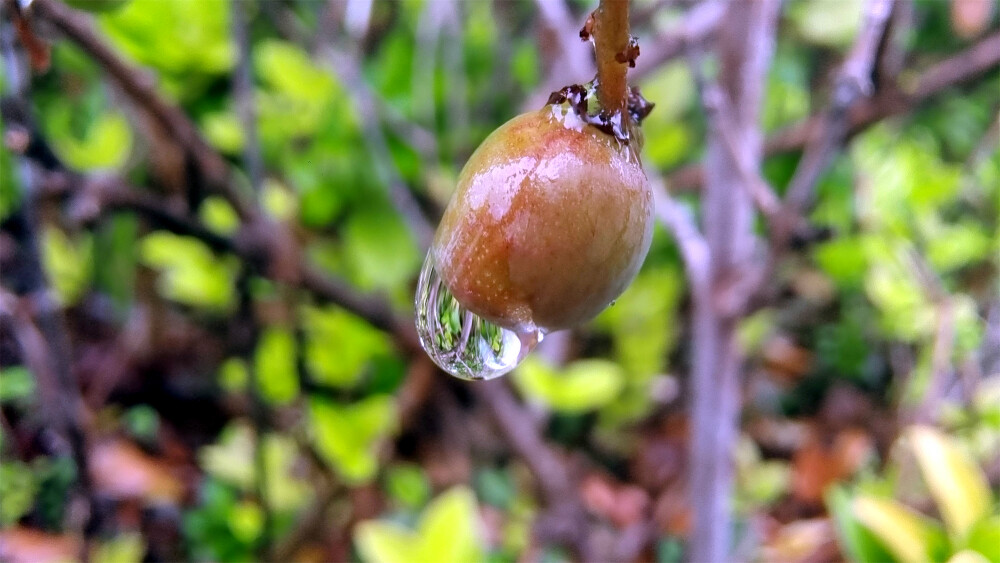 吉安随拍：雀梅果上的雨滴