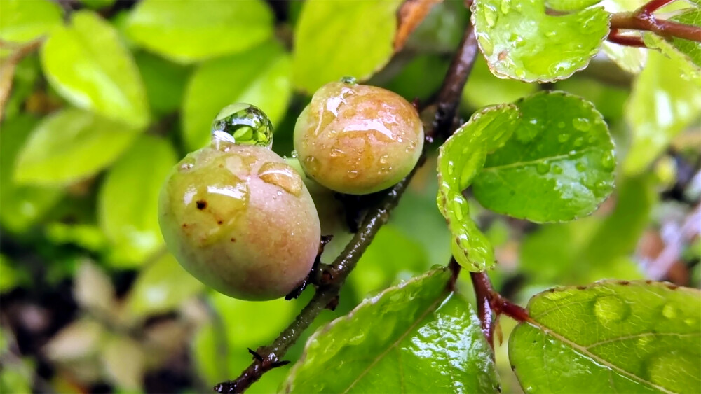 吉安随拍：雀梅果上的雨滴