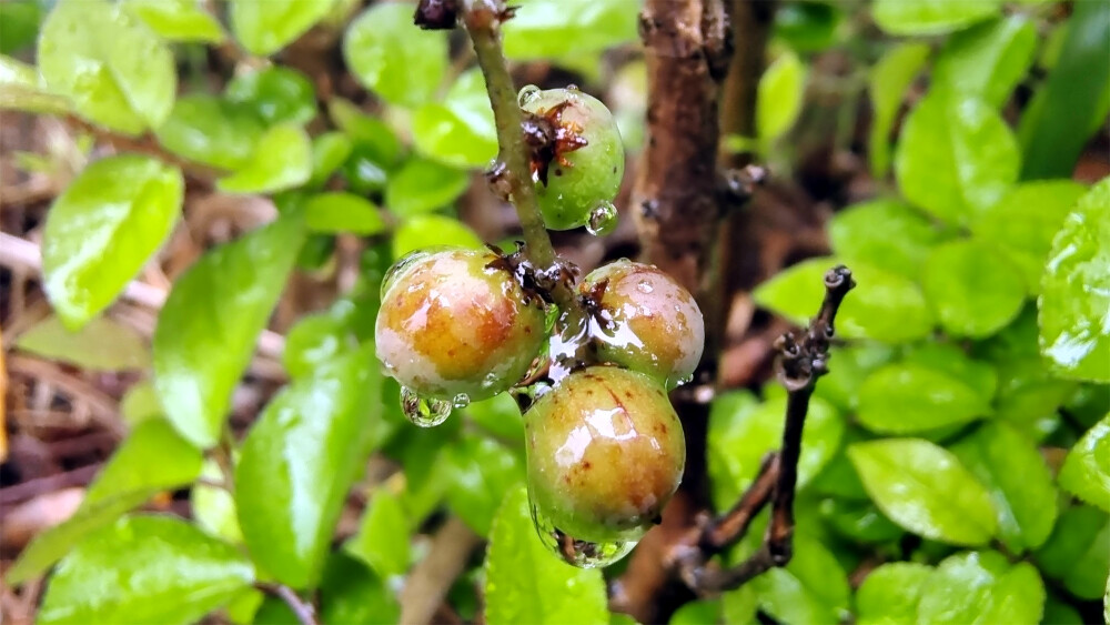 吉安随拍：雀梅果上的雨滴