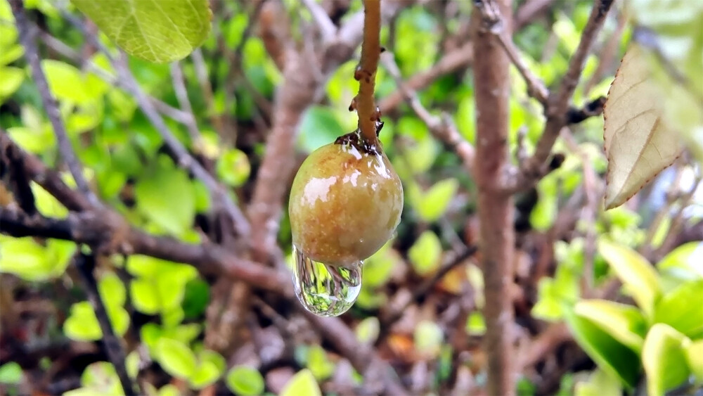 吉安随拍：雀梅果上的雨滴