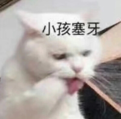 猫猫猫