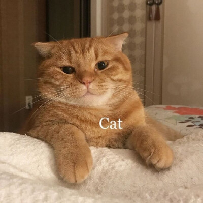 cat