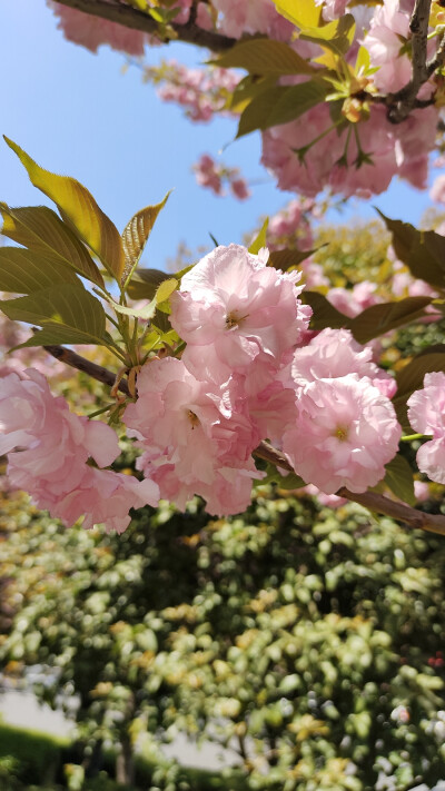 路边的花