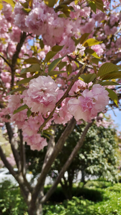 路边的花