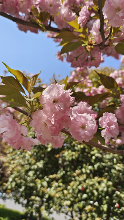 路边的花