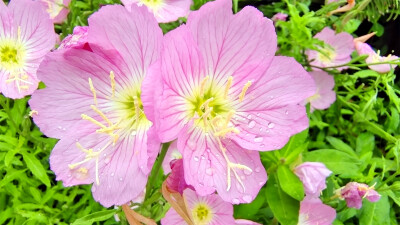 吉安赏花：雨润月见草