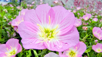 吉安赏花：雨润月见草