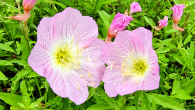 吉安赏花：雨润月见草