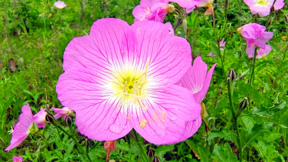 吉安赏花：雨润月见草