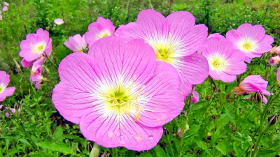 吉安赏花：雨润月见草