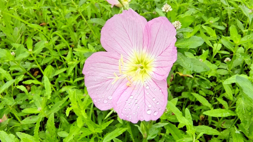 吉安赏花：雨润月见草