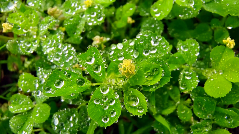 吉安随拍：天蓝苜蓿上的雨滴