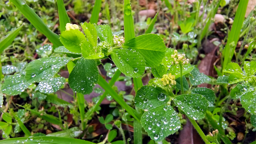 吉安随拍：天蓝苜蓿上的雨滴