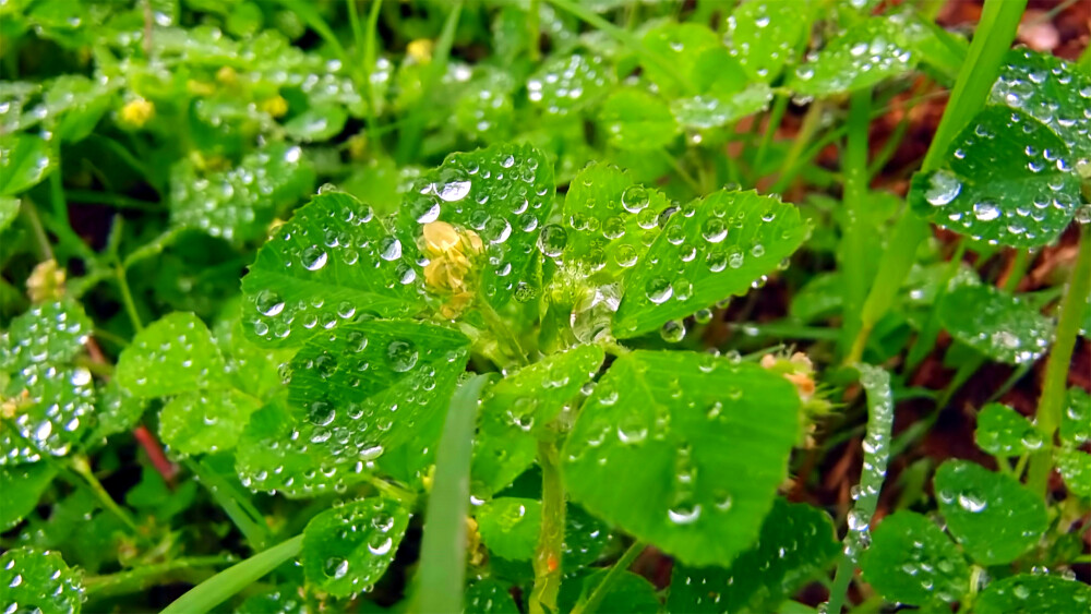 吉安随拍：天蓝苜蓿上的雨滴