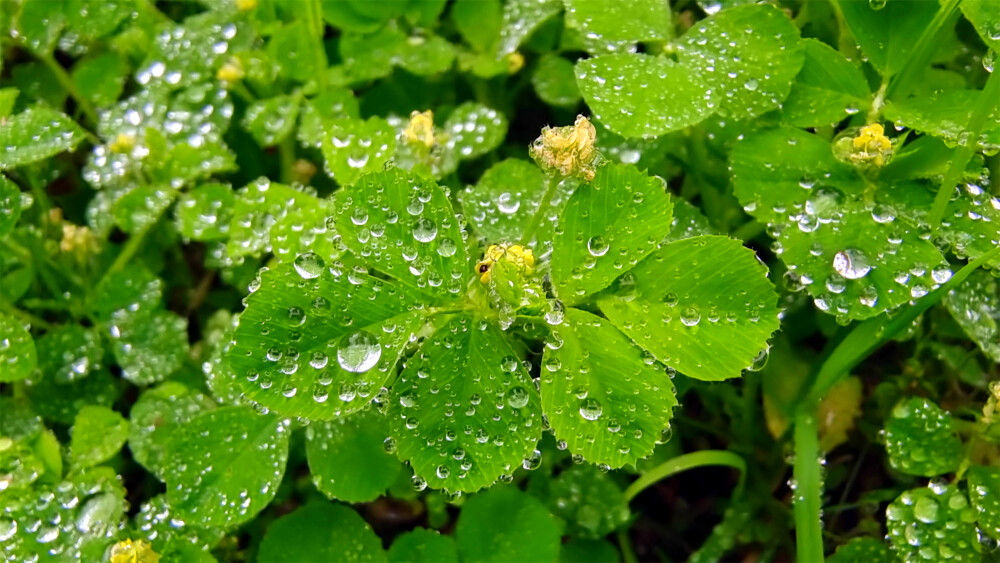 吉安随拍：天蓝苜蓿上的雨滴