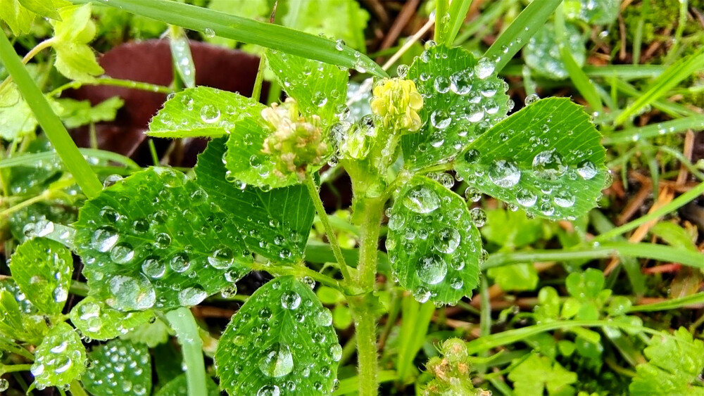 吉安随拍：天蓝苜蓿上的雨滴