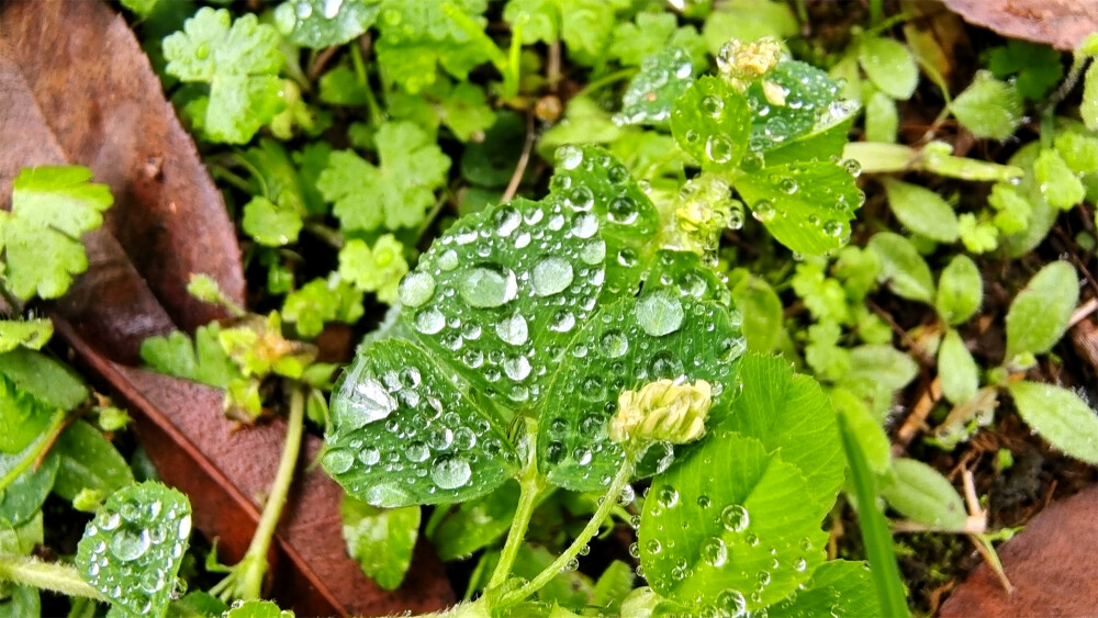 吉安随拍：天蓝苜蓿上的雨滴