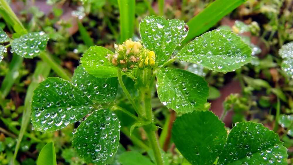 吉安随拍：天蓝苜蓿上的雨滴