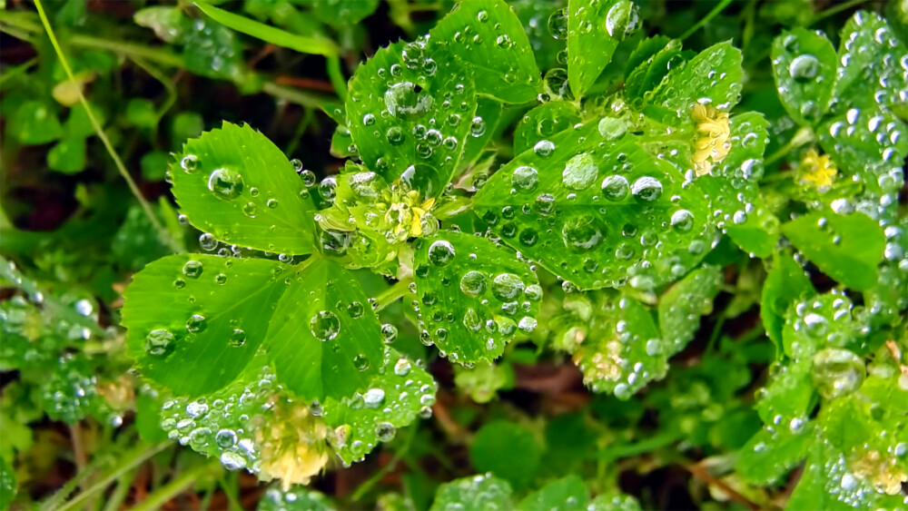 吉安随拍：天蓝苜蓿上的雨滴