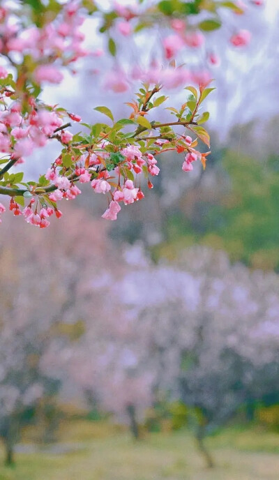 落花的姹紫，孤傲苍山，依然如诗如画。
清辉霞光，落花魂，不只是因为眷念。