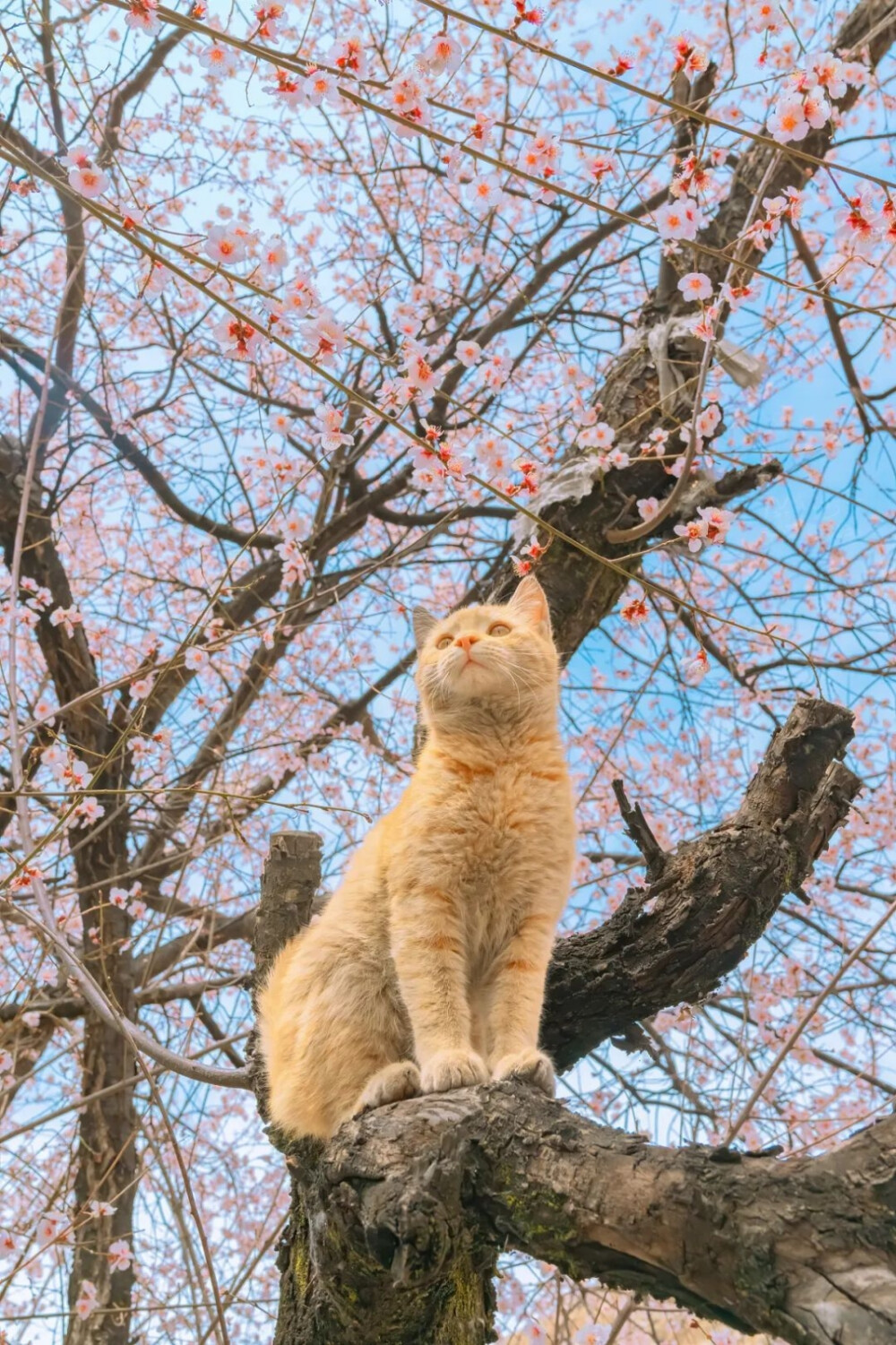 小猫