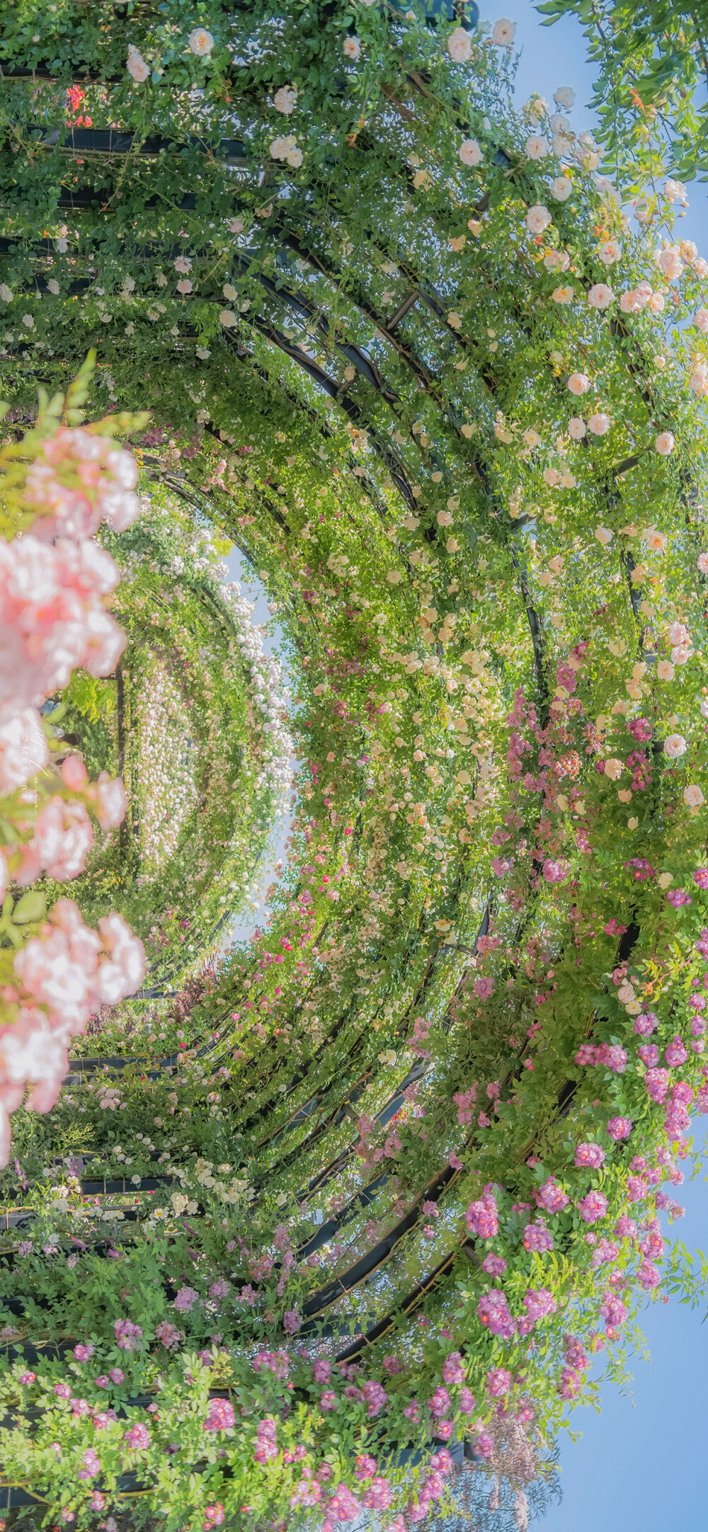 如花美眷，似水流年