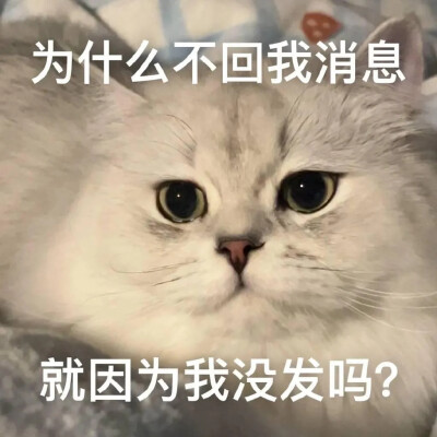 表情包 壁纸