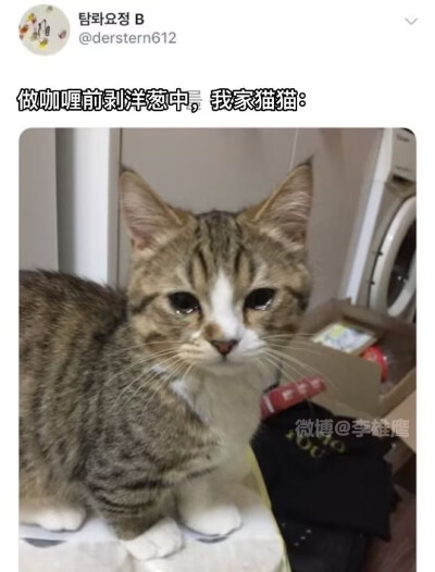 猫咪梗图